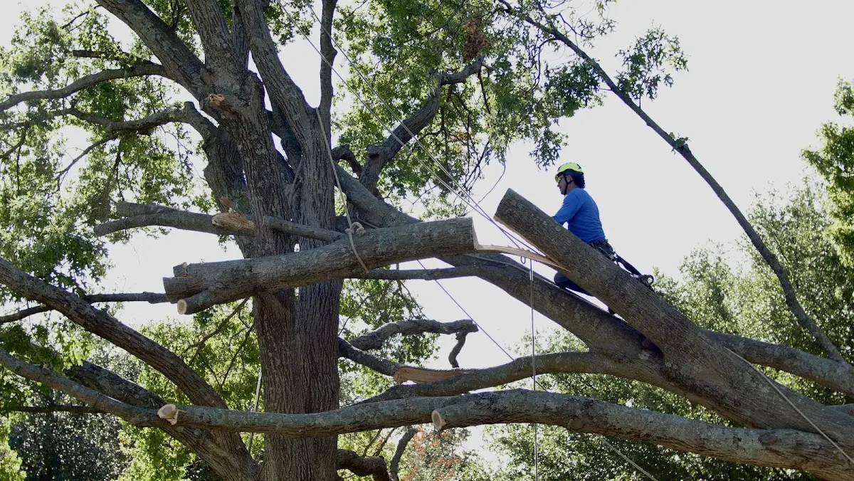 Professional Crown Thinning performed by certified arborists in Castalian Springs