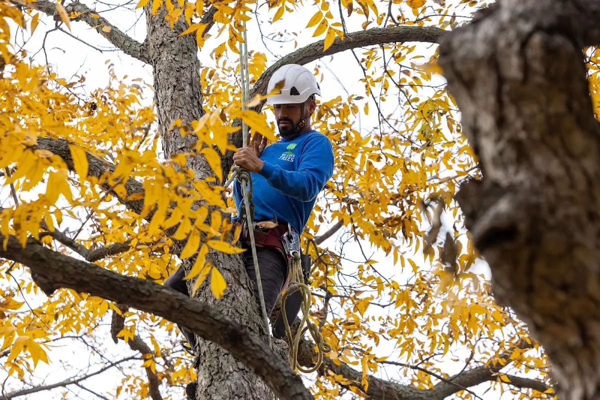 Skilled Tree Trimming crew working in Castalian Springs