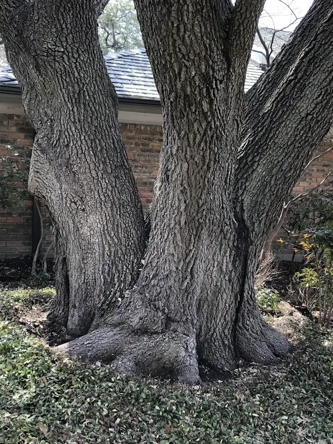 Mature heritage tree close to a Castalian Springs property cared for by certified arborists
